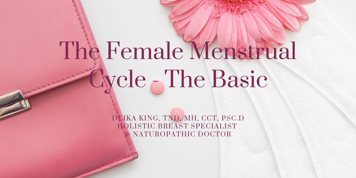 Menstrual Cycle The Female Menstrual Cycle Basics